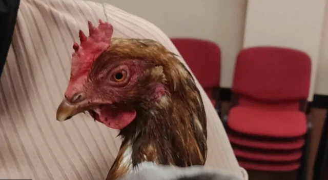 Close up of a chicken's head with piles of red seats behind it.