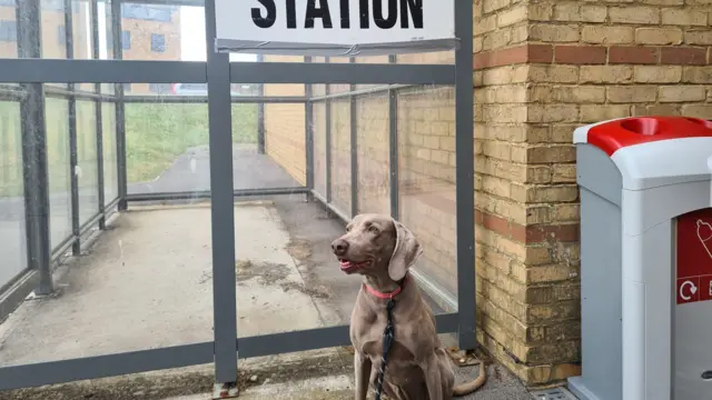 Gracie the dog at a polling station