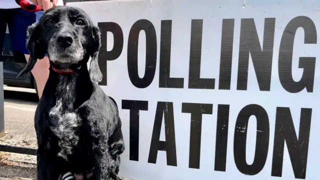 Mia the dog at a polling station