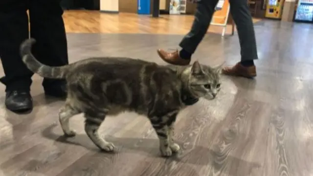 Cat in leisure centre lobby