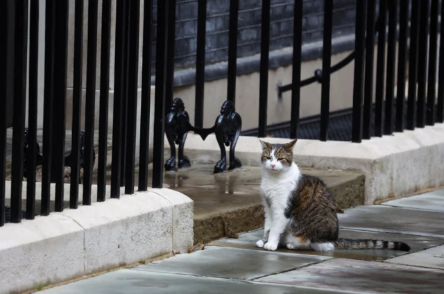 Larry the cat sits on Downing Street, 5 July 2024