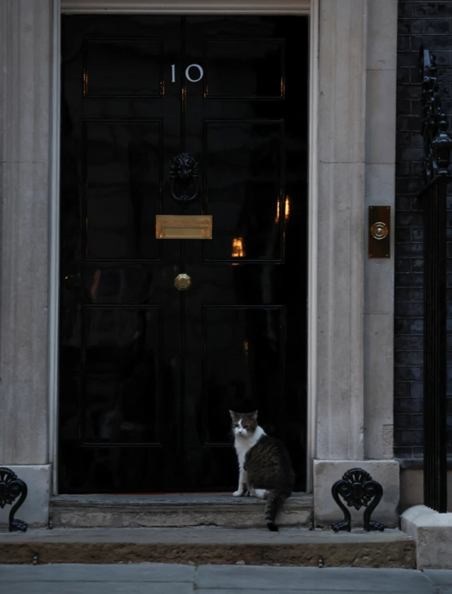 Larry the cat stands by door