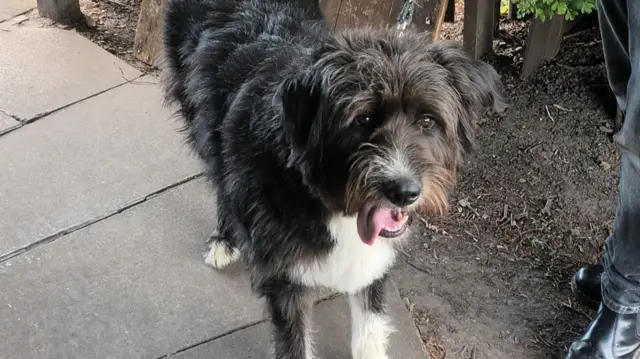 Chewie the dog at a polling station