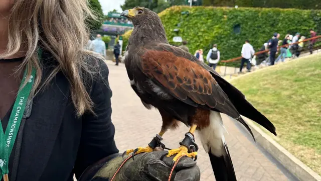 Rufus the Hawk