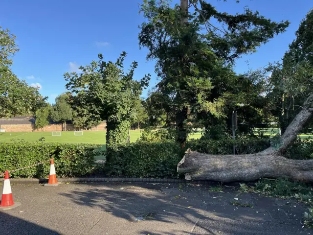 A tree uprooted by strong winds in York