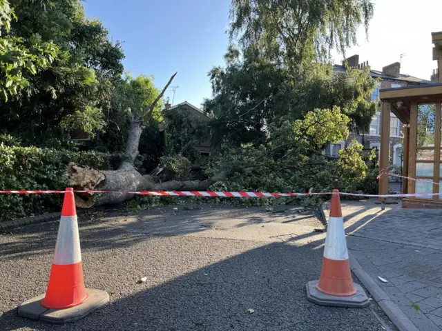 An uprooted trees outside Bootham School in York