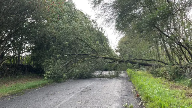 A fallen tree blocks the road