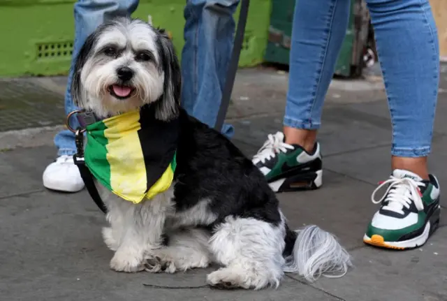 A small grey dog with black ears with a Jamaican flag