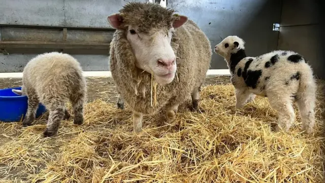 A ewe with her lambs at Rand Park Farm