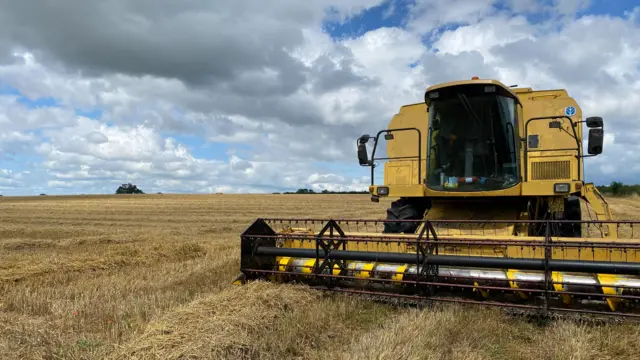 Yellow combine harvester in field