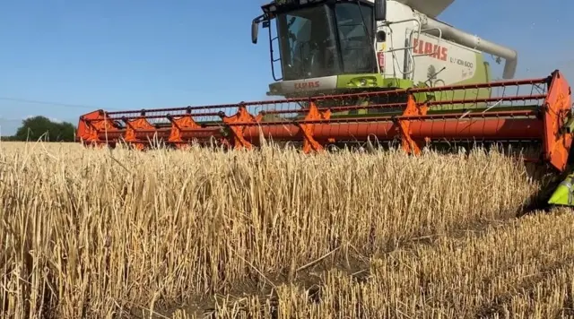 Combine harvester in a field harvesting wheat
