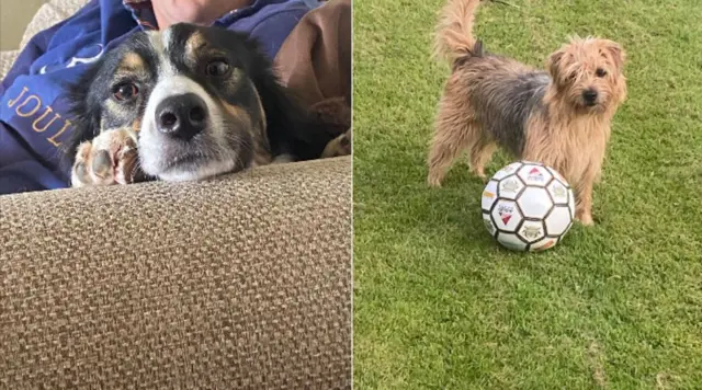 Floss laying on a couch and Elsie pictured with a football