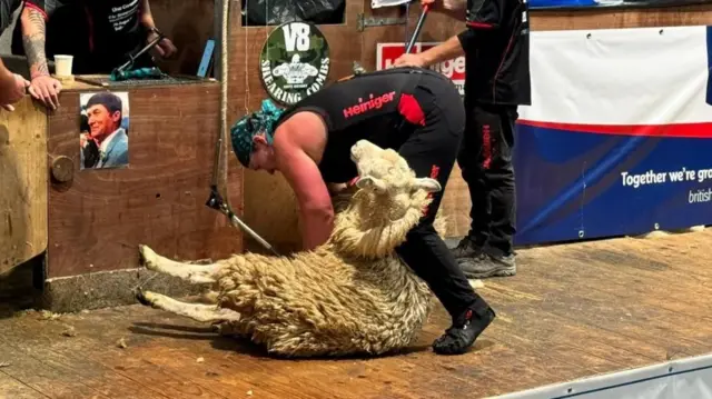 Una Cameron holds down a sheep that she shears indoors