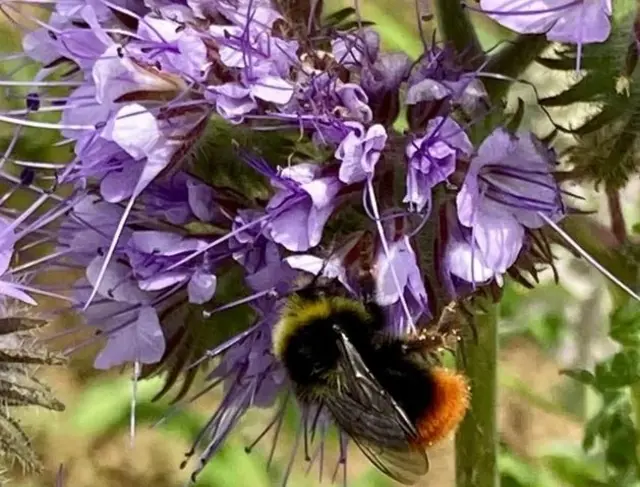 Bumble bee on a flower