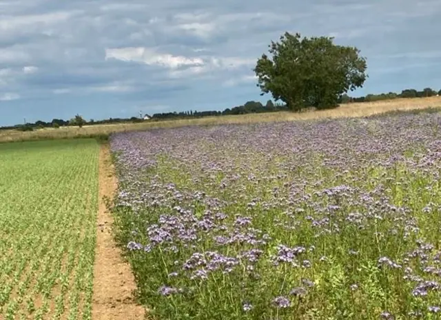 Field of purple wild flowers with tree in background
