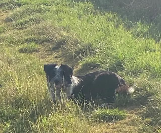 Border collie Nell laying down in the grass