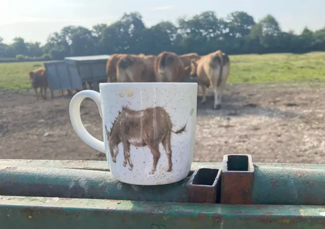 Cup on top of a fence with cattle in the background