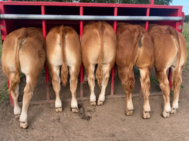 Rear view of calves at feeding time