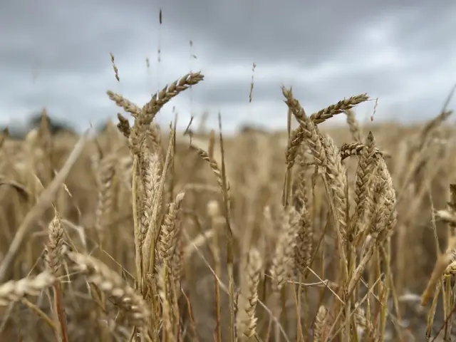 Wheat in a field