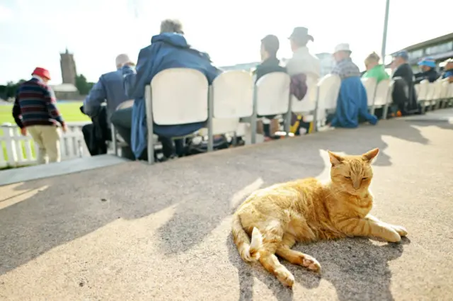 Brian the Somerset cat looks on during Day One of the Vitality County Championship Division One match between Somerset and Surrey