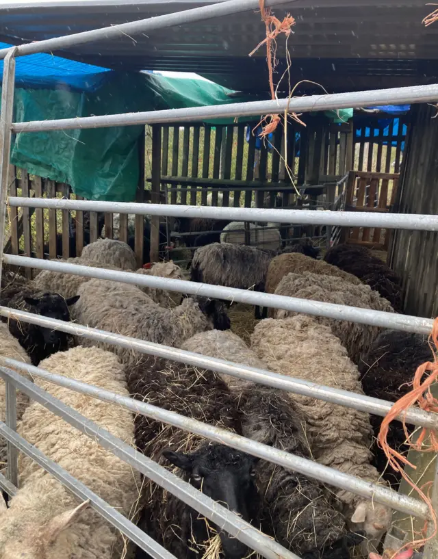 Sheep in a temporary pen after flooding at Moreteyne’s Retreat in Bedfordshire