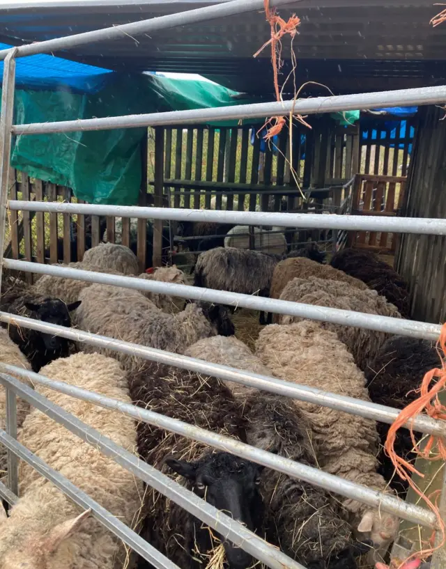 Sheep in a temporary pen.