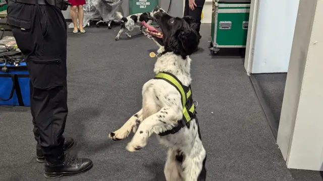 Diesel the security dog