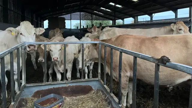 A view of light brown cows in a farm building. About eight cows are seen looking at the camera with a pen holding hay and food in front of them.