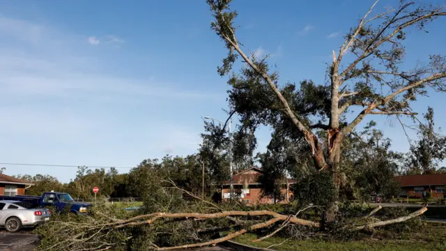 A fallen tree lies on the ground amid damage from Hurricane Helene in Perry, Florida