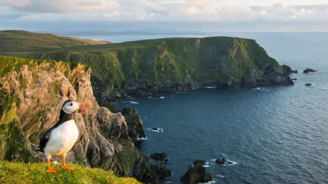 Puffin sitting on a cliff overlooking water