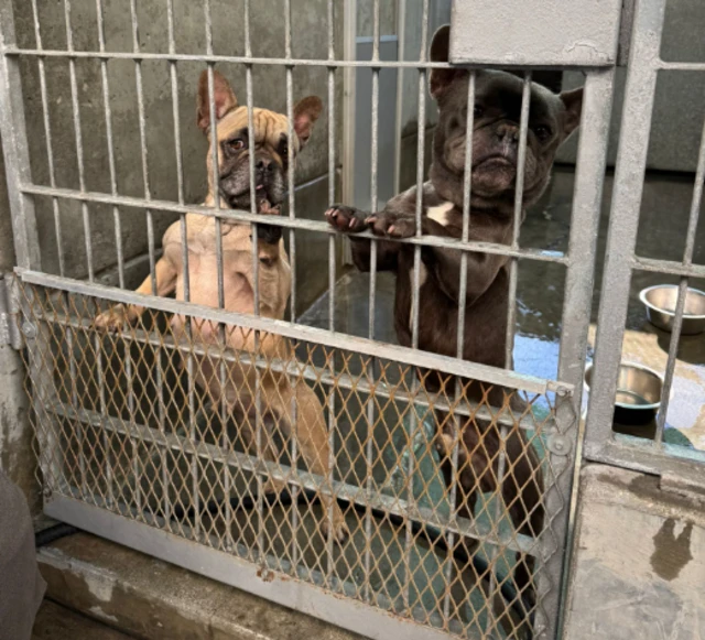 Two french bulldogs or similar dogs stand on their hind legs and look through the bars of the enclosure where they are being cared for. Water bowls are visible in the background.