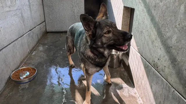 Shay inside an enclosure, she appears to be a German Shephard puppy and has a bucket of water and a bowl of food next to her