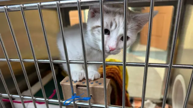 A kitten looks through the bars of an enclosure