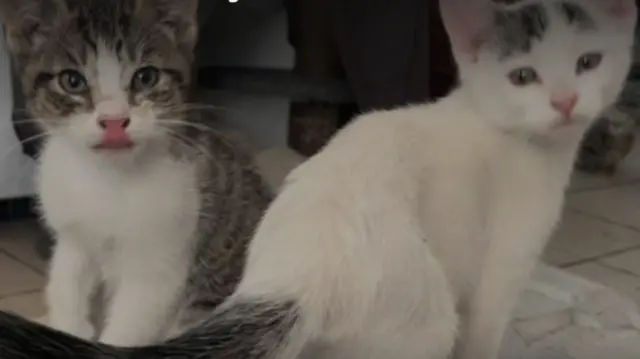 Two cats that have been rescued from the fires in Los Angeles