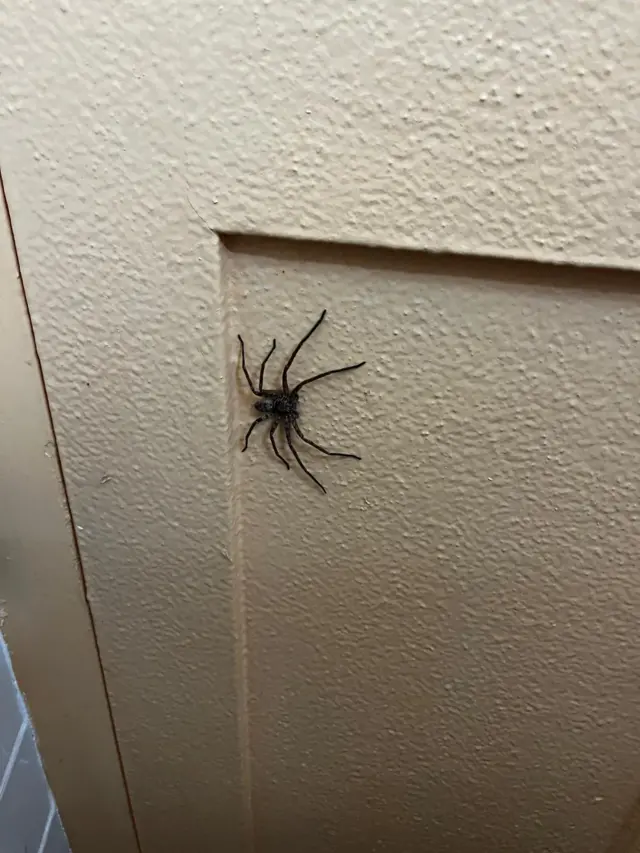 big spider