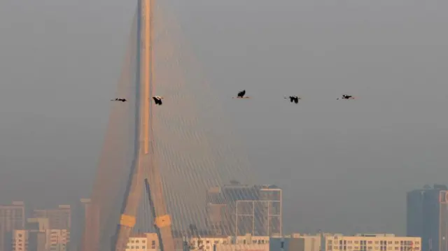 Birds fly near a bridge amid heavy air pollution in Bangkok, Thailand, 22 January 2025