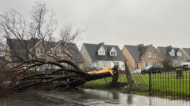 A tree is split about a meter from its base. It has fallen across a pavement, damaging a metal fence.