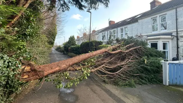 A tree which has been brought down in the mind lines across a road and into the garden of a house. The roots are at the left and the branches to the right of the photo