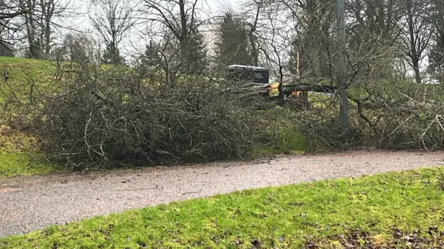 A fallen tree in Glasgow Green