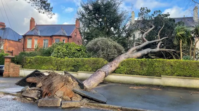 A tree lying across the road and over a hedge into someone's garden. Its base has ripped up the concrete around it and the roots are exposed