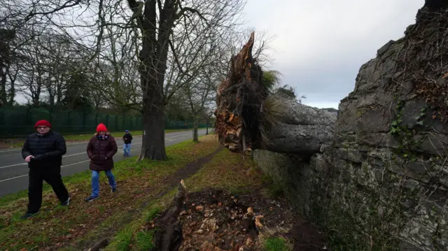 Two people walk past a tree that's been ripped out of the ground and is lying over a wall.