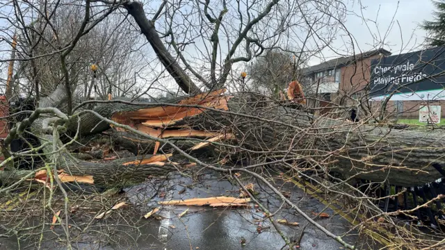 A fallen tree at the Cherryvale playing fields in Belfast.