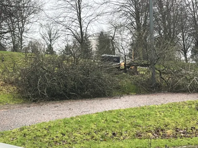 A fallen tree in Glasgow Green