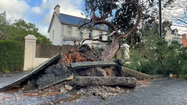 A tree has fallen to the side, ripping up part of the pavement