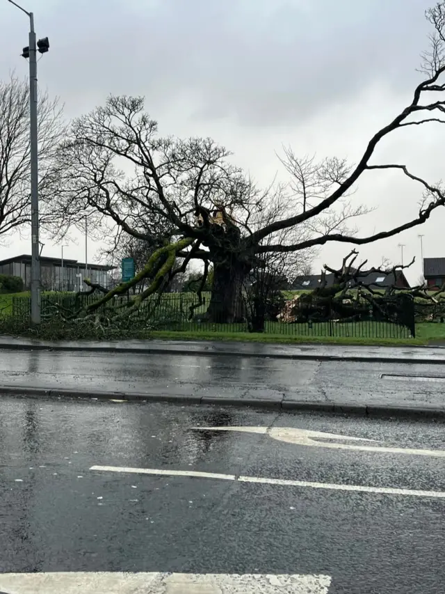 Large sycamore tree with several branches hanging broken and lying on the ground on a fenced off piece of grass, behind a main road.