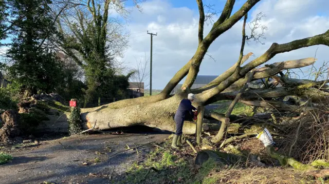 A large tree which has been uprooted and lies across a road. A woman is stood at its roots.