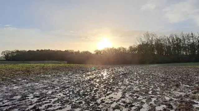 A wet field with lots of puddles in the muddy soil and the yellow sun rising over some trees in the distance