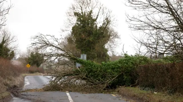 A tree downed across a road with debris around it