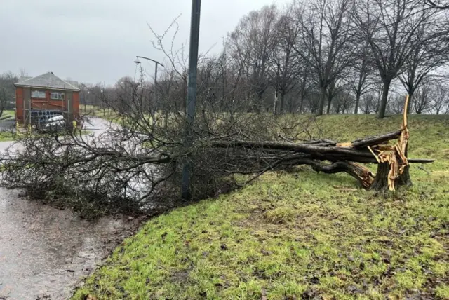 Uprooted tree King's Drive, Calton, Glasgow, Lanarkshire, Scotland, G40 1HB, GBR