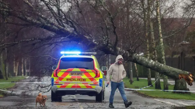 A man walks a dog past a police car in front of a fallen tree during Storm Eowyn on January 24, 2025 in Helensburgh, Scotland, United Kingdom